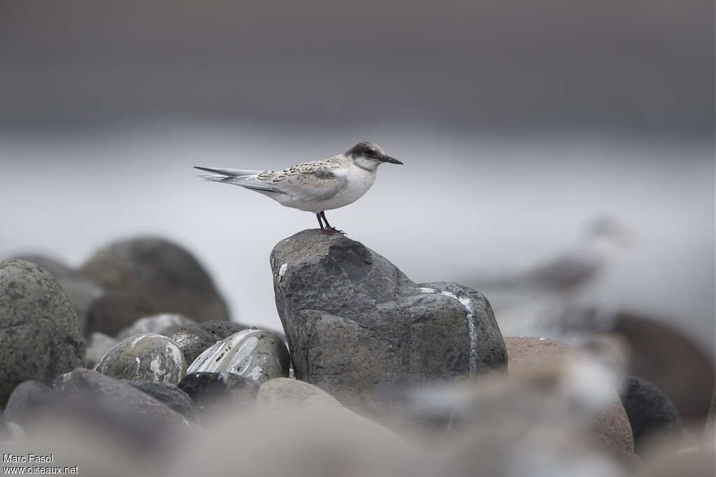 Roseate Ternjuvenile, identification