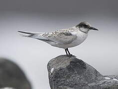 Roseate Tern