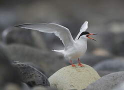 Roseate Tern