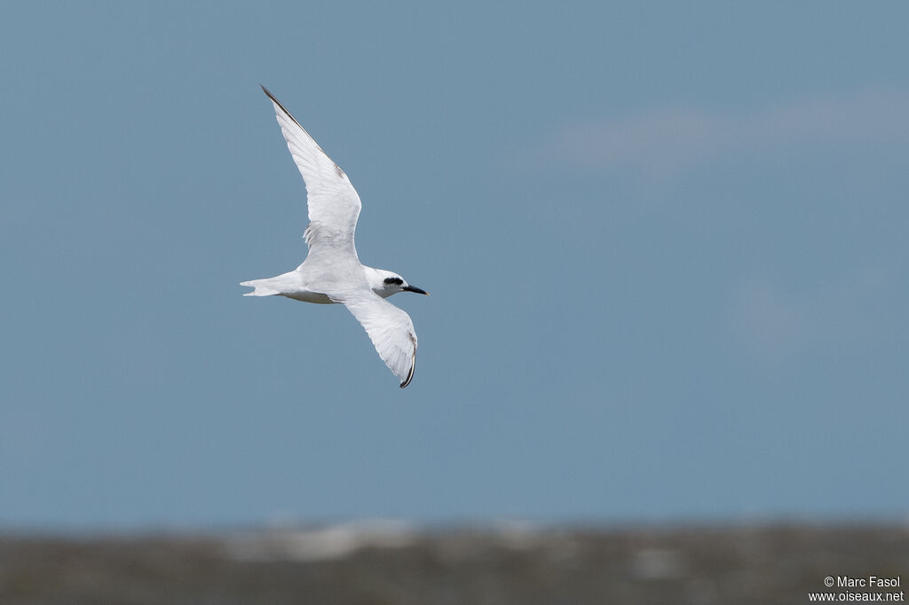 Snowy-crowned Ternadult, Flight