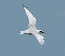 Snowy-crowned Tern