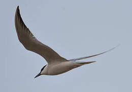 Gull-billed Tern