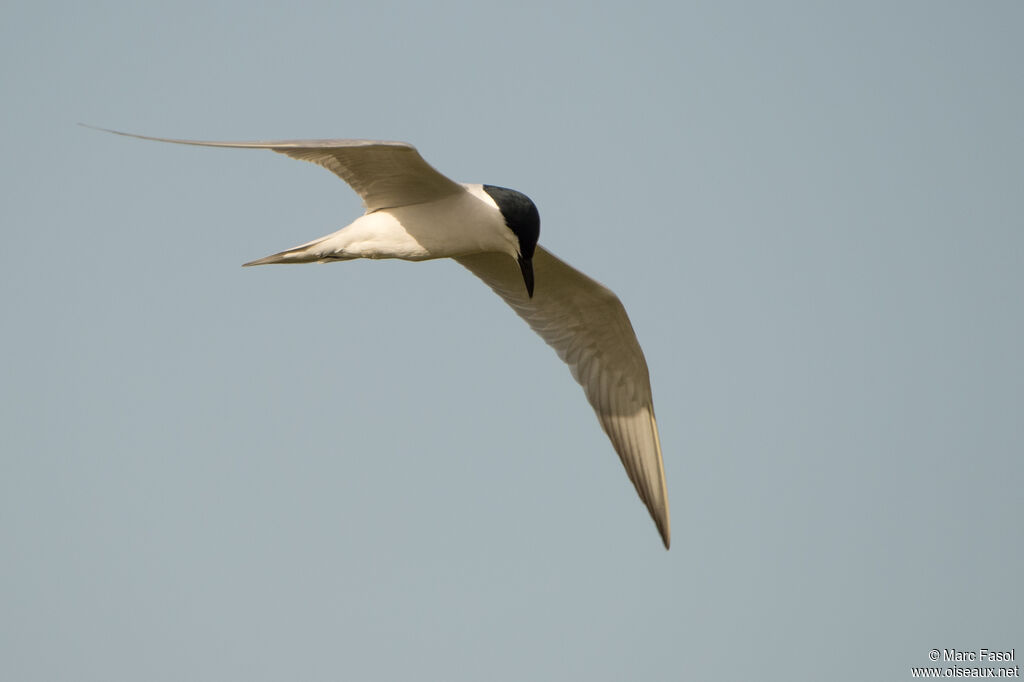 Gull-billed Ternadult breeding, Flight