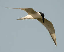 Gull-billed Tern