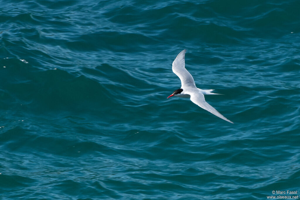 South American Ternadult, Flight