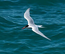 South American Tern