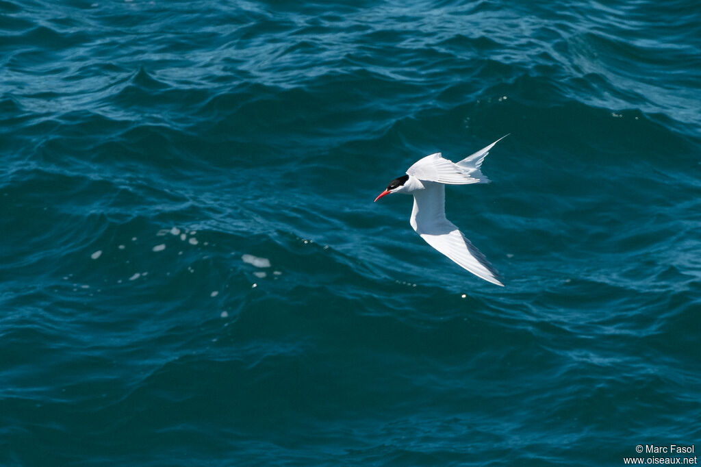 South American Ternadult, Flight