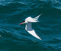 South American Tern