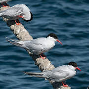 South American Tern