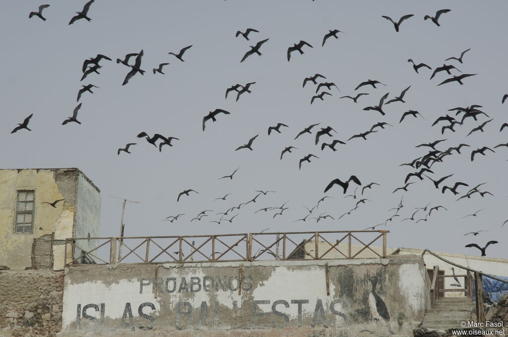 Inca Ternadult, Flight