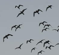 Inca Tern