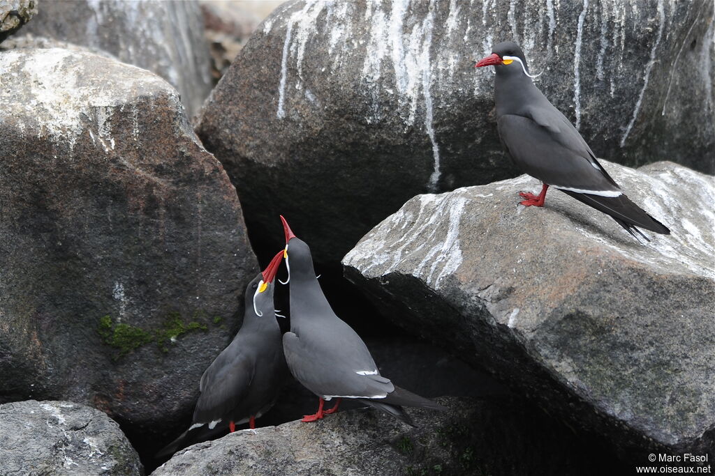 Inca Ternadult breeding, Reproduction-nesting, Behaviour