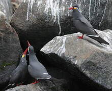 Inca Tern