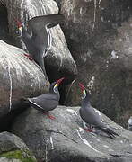 Inca Tern