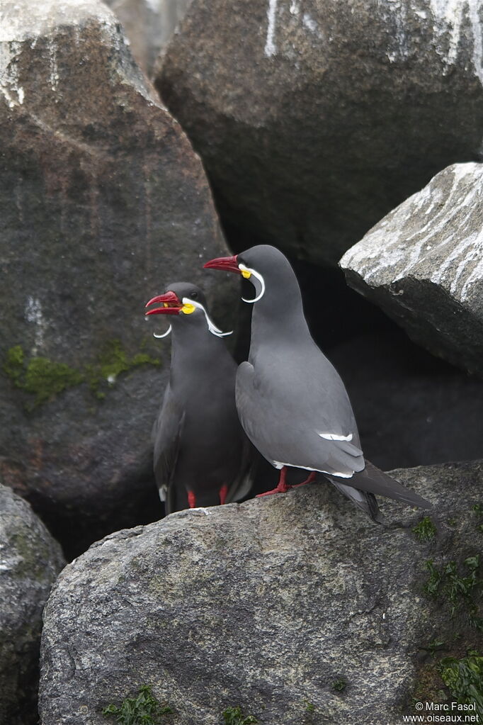 Inca Ternadult breeding, identification, Reproduction-nesting, Behaviour