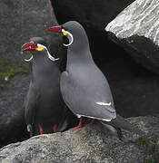 Inca Tern