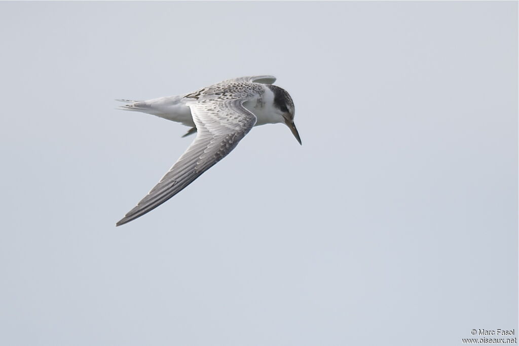 Little TernFirst year, identification, Flight, Behaviour