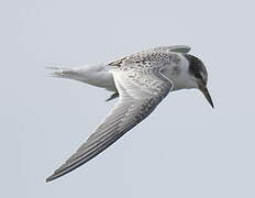 Little Tern