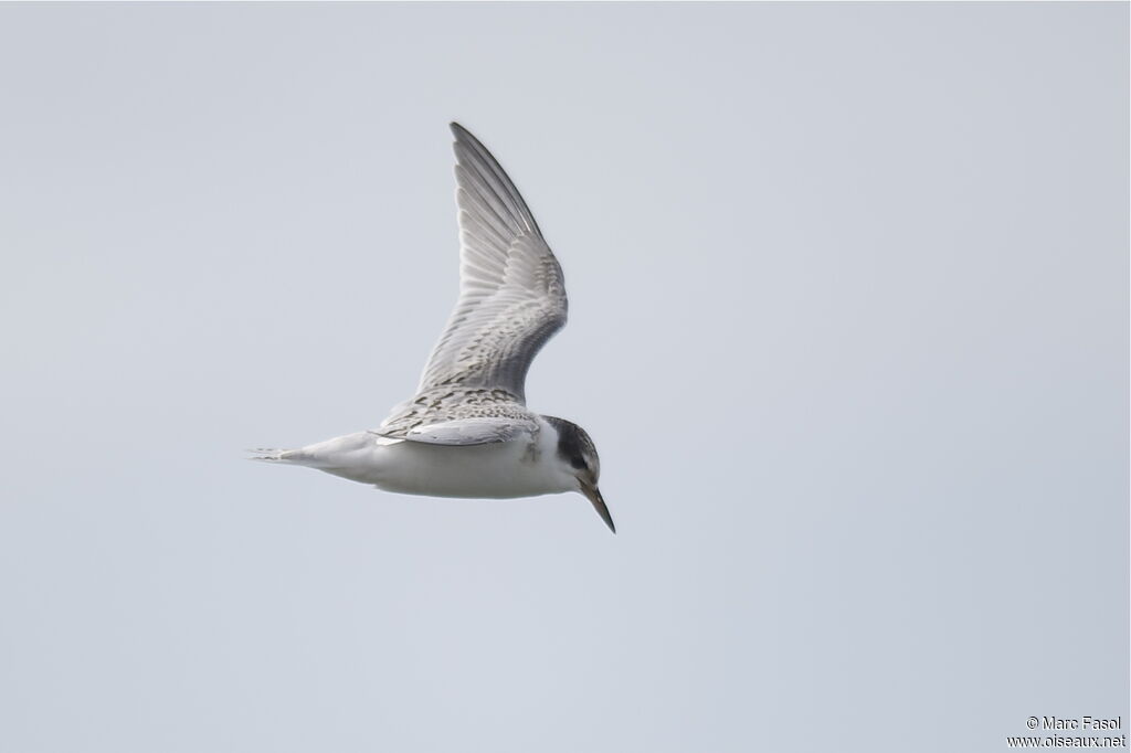 Little Ternjuvenile, identification, Flight, Behaviour