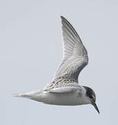 Little Tern