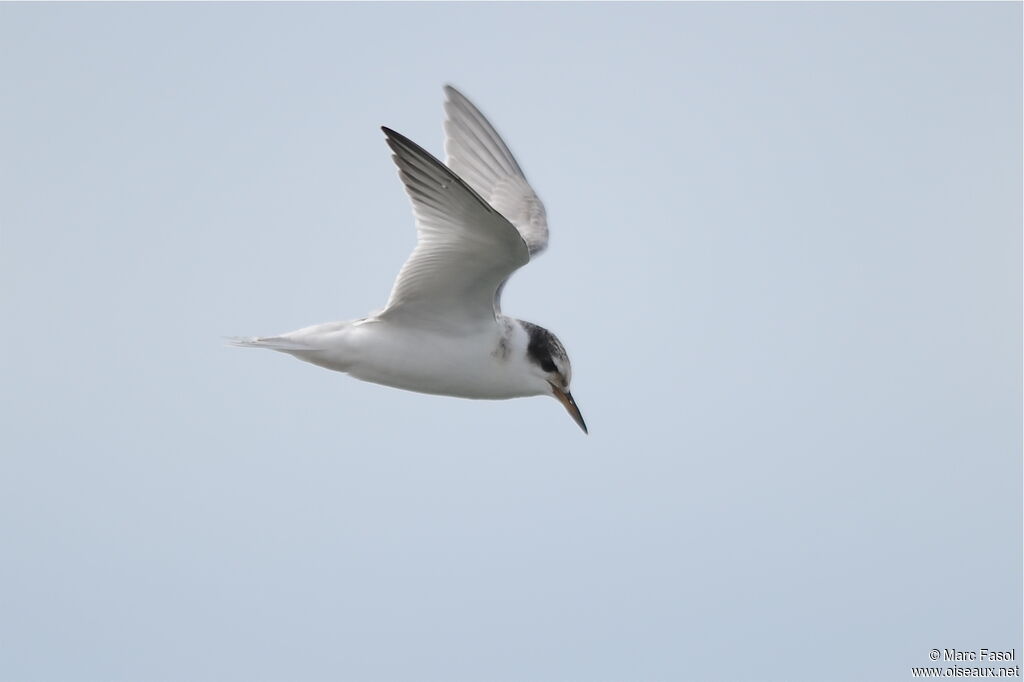 Little TernFirst year, identification, Flight, Behaviour