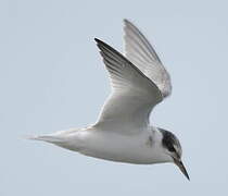 Little Tern