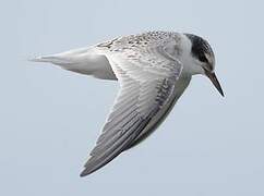 Little Tern