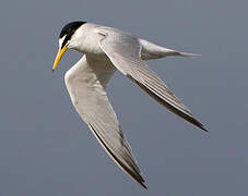 Little Tern