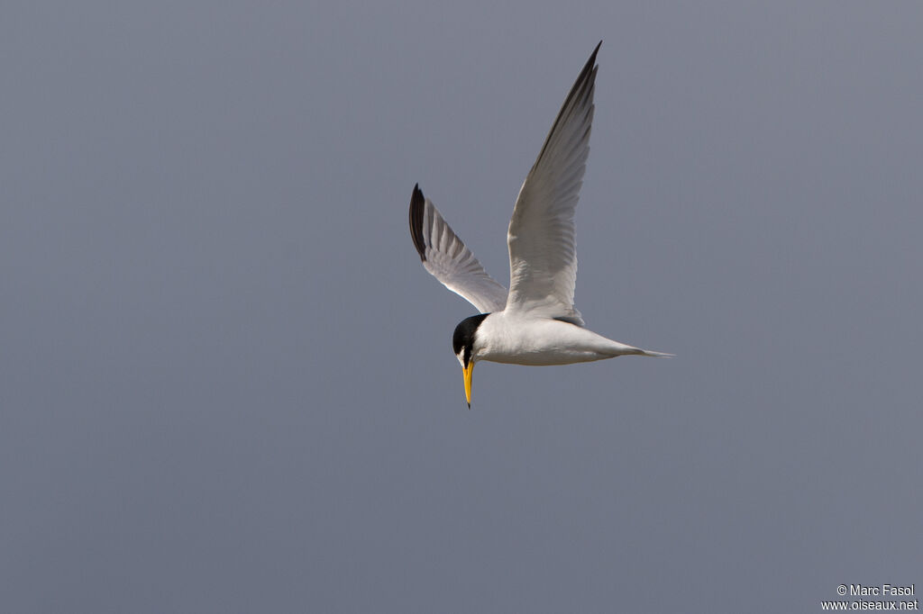 Sterne naineadulte, Vol, pêche/chasse