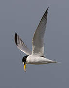 Little Tern