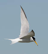 Little Tern