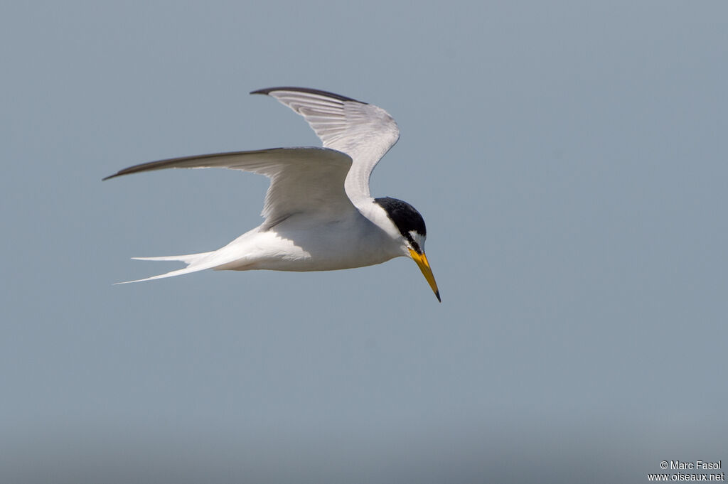 Little Ternadult breeding, Flight
