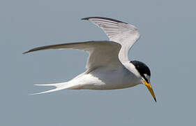 Little Tern