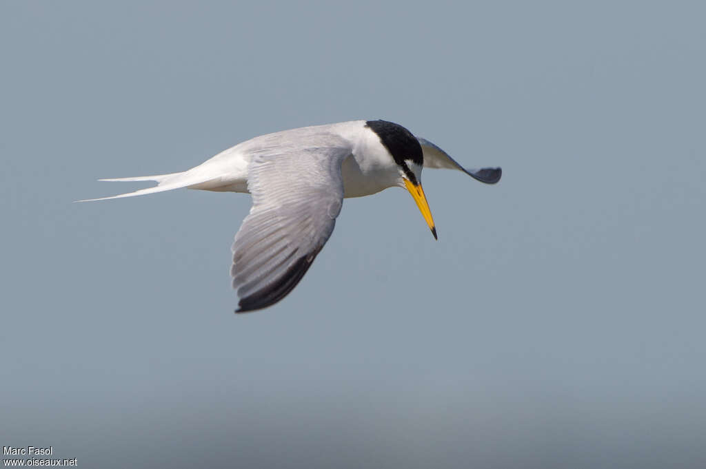 Little Ternadult breeding, Flight