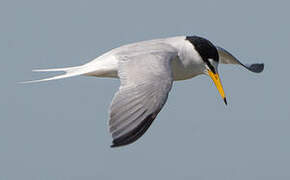 Little Tern