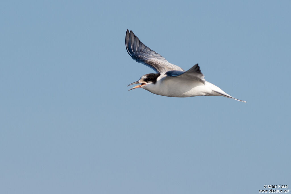 Common Ternjuvenile, Flight