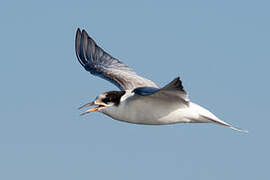 Common Tern