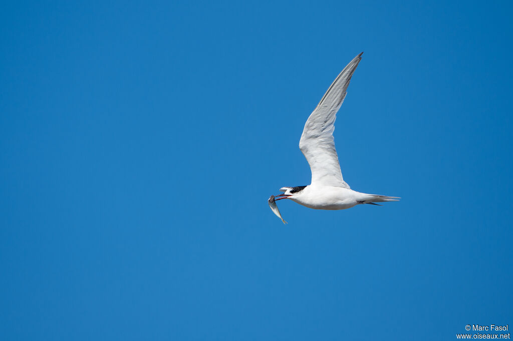 Common Tern, Flight, feeding habits