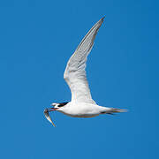 Common Tern