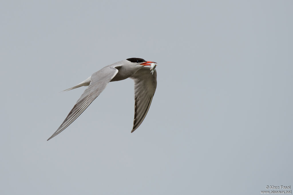 Common Ternadult, Flight, Reproduction-nesting