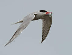 Common Tern