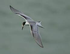 Common Tern