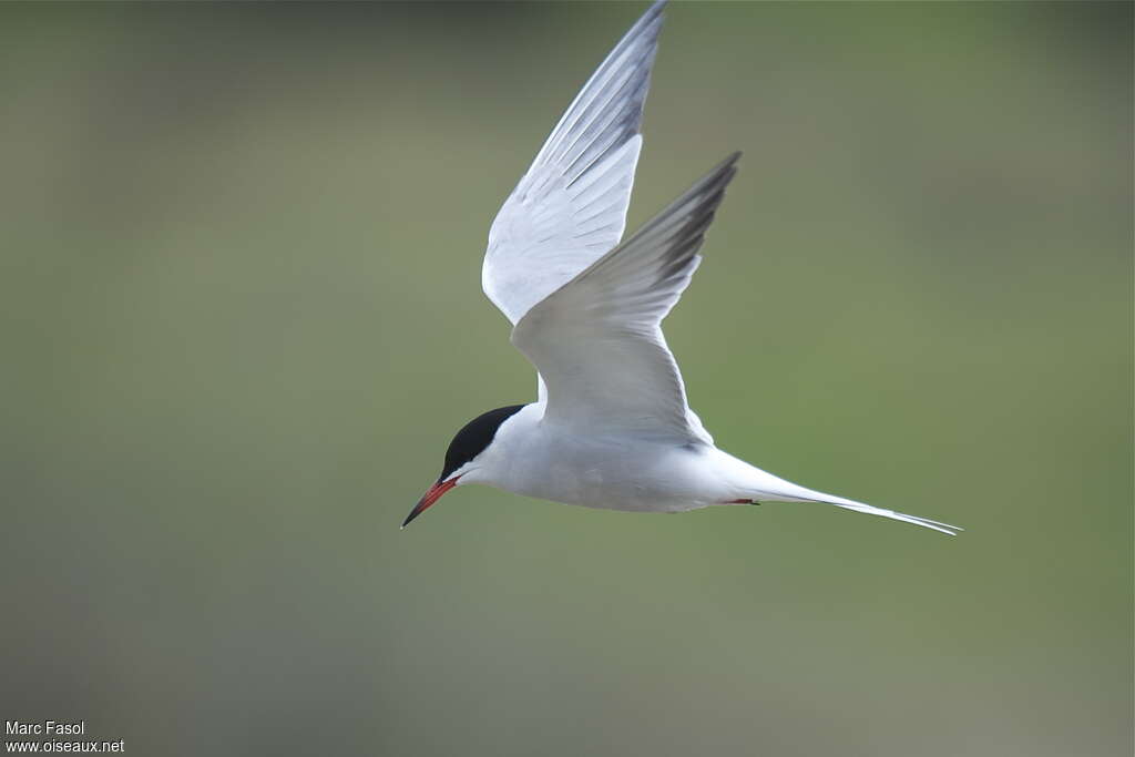 Common Ternadult breeding, pigmentation, Flight