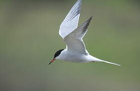 Common Tern