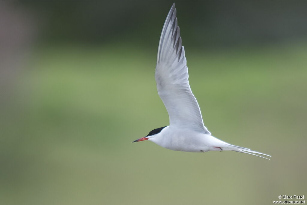 Common Ternadult breeding, Flight