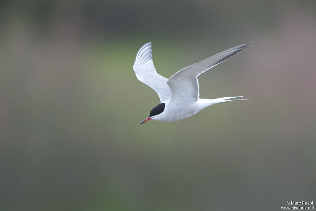 Common Ternadult breeding, Flight