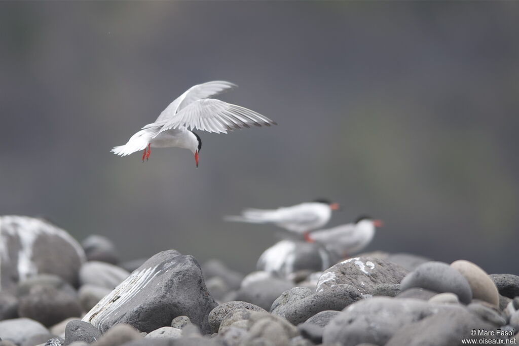 Common Ternadult breeding, identification, Flight, Reproduction-nesting, Behaviour