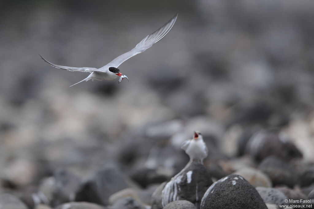 Common Ternadult breeding, Flight, feeding habits, Reproduction-nesting