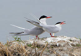 Common Tern