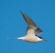 Common Tern